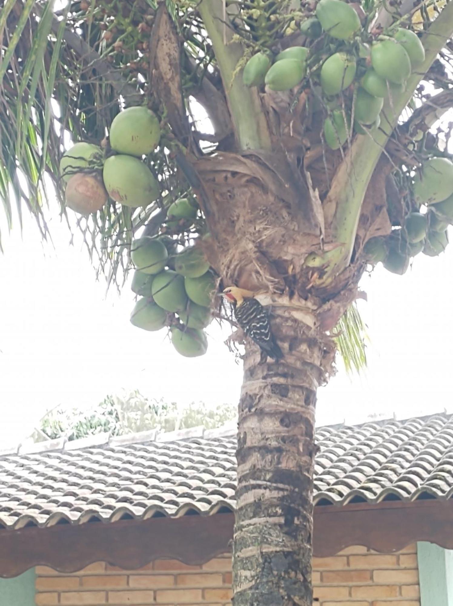 Suite Coqueiro Casamar Hospedagem Bertioga Esterno foto